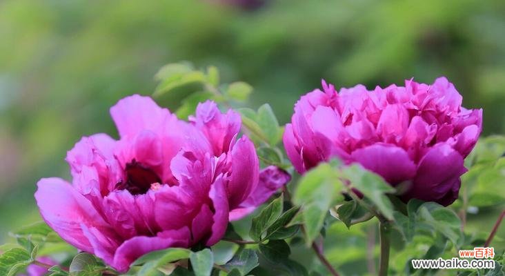 牡丹的花语与养植方法 牡丹