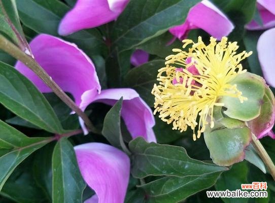 以花为媒 每朵花所代表的深刻含义