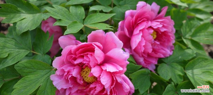 绽放于草木之间的皇家之花 牡丹花