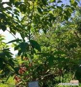 揭秘喜树之别名和传说 喜树，寓意吉祥如意的绿叶神木