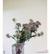 揭开夕雾花背后的神秘面纱 夕雾花的传说与花语