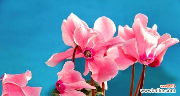 花开时 仙客来花语与寓意之美