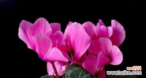 花开时 仙客来花语与寓意之美