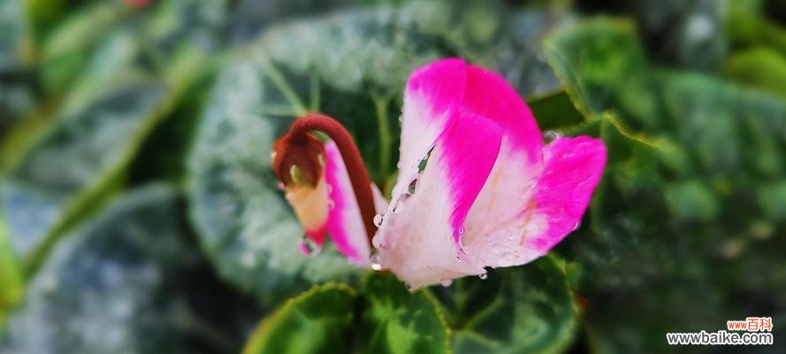 揭秘仙客来的15种花语及其深层含义 仙客来花语与含义解读