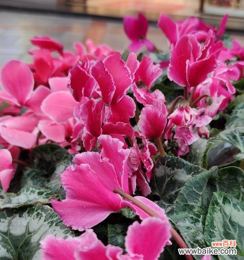 神奇的仙鹤 仙鹤献花