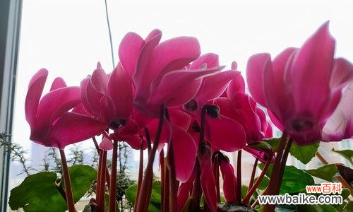 神奇的仙鹤 仙鹤献花