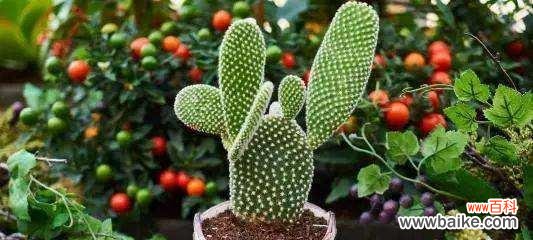 探索仙人掌独特的象征意义及其寓意 仙人掌的寓意与象征