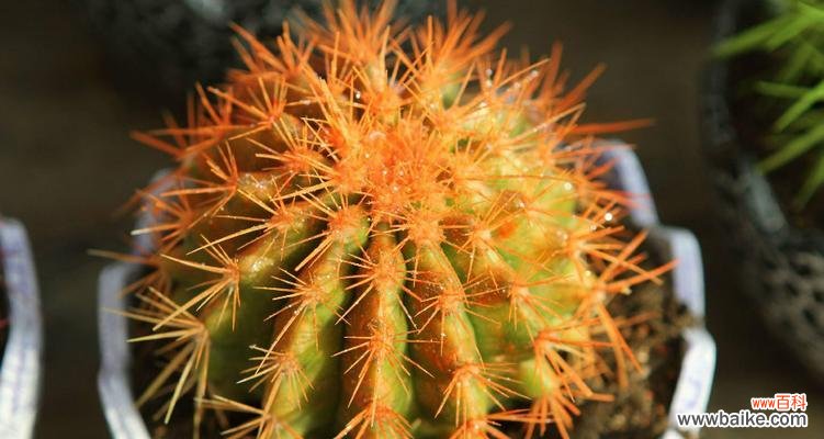 探索仙人掌独特的象征意义及其寓意 仙人掌的寓意与象征