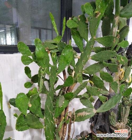 探索仙人掌独特的象征意义及其寓意 仙人掌的寓意与象征