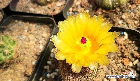 探索仙人球白花的象征意义 以仙人球开花白色寓意是什么