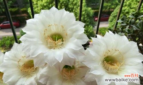探索仙人球白花的象征意义 以仙人球开花白色寓意是什么