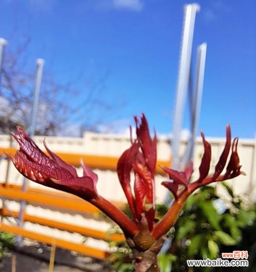 香椿花开如意 香椿树开花预示着的意义