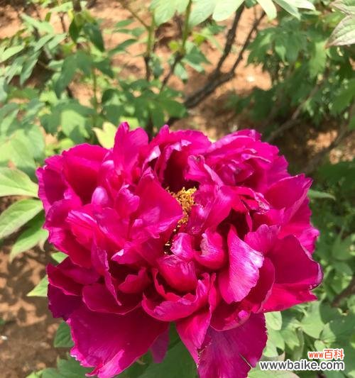 探寻牡丹花的优美寓意与丰富文化底蕴 牡丹花