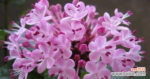 用鲜花将友谊永远留存 用花语传递友情