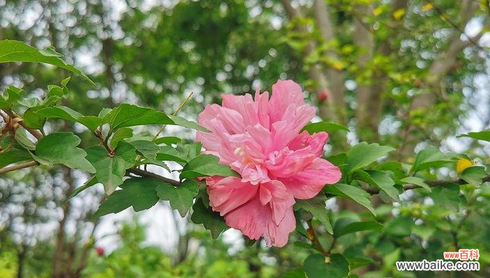 用鲜花将友谊永远留存 用花语传递友情