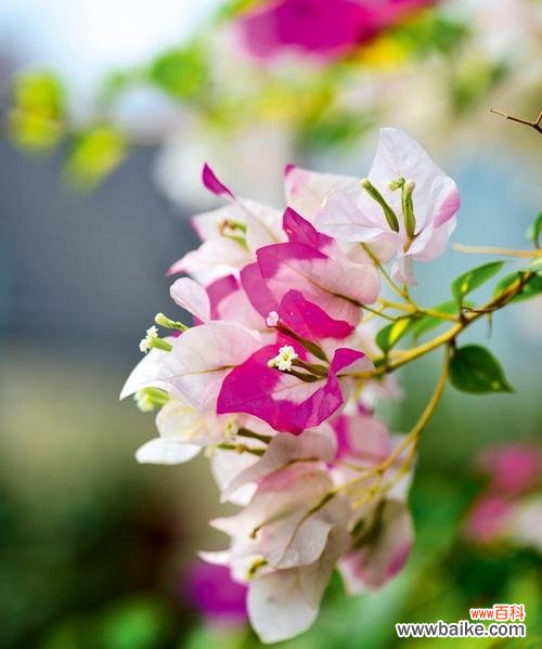 探索三角梅花的花语和文化内涵 三角梅花的寓意与象征意义