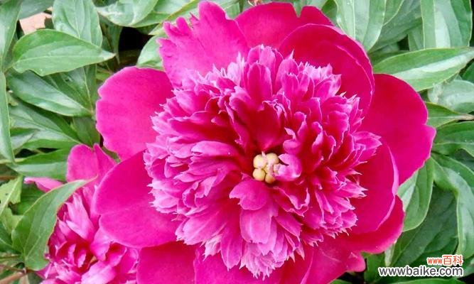 用芍药花的花语传递爱与希望 芍药花的花语与寓意——美丽的花朵背后蕴含的深意