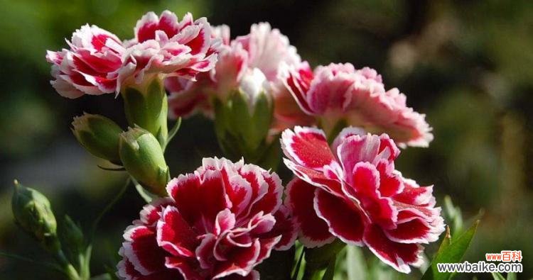 以十一朵康乃馨代表的意义和象征 康乃馨的花语与寓意