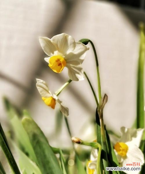 一朵花的华丽转身 水仙花