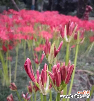 以花为主题的死亡象征与意义探析 花与死亡的象征意义