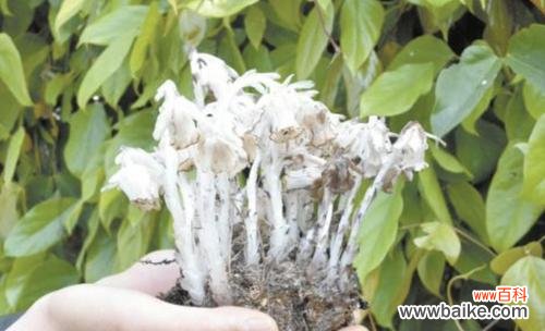 以花为主题的死亡象征与意义探析 花与死亡的象征意义