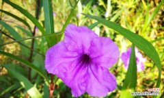 深入探索花朵花语的魅力 花语传递美好情感