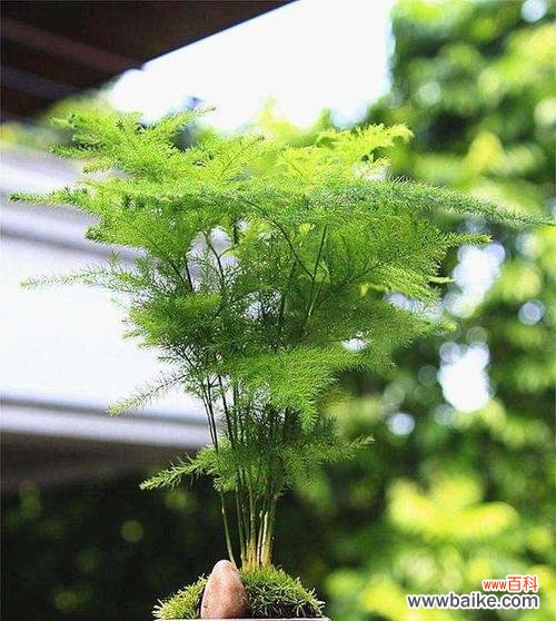 以文竹花语探寻永恒心的美丽与哲理 文竹花语-永恒心的象征