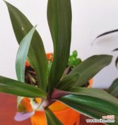 探寻万年青的神奇之处 万年青——生命力的象征