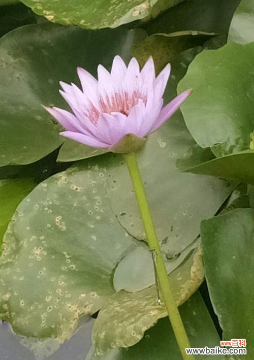 探寻埃及蓝睡莲花的寓意与象征 埃及蓝睡莲的神秘花语