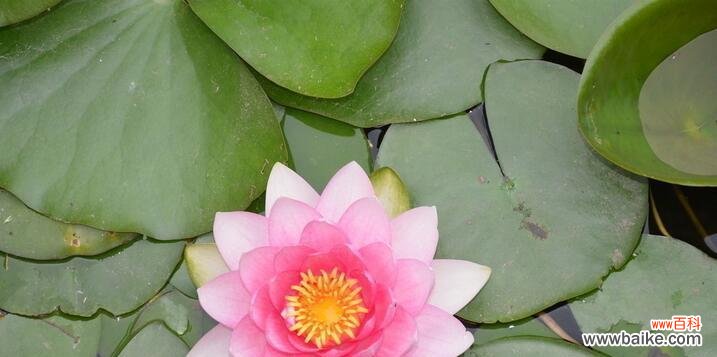 探寻埃及蓝睡莲花的寓意与象征 埃及蓝睡莲的神秘花语