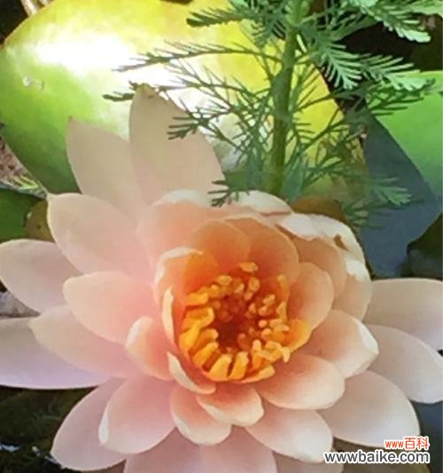 唤醒心灵的美丽水生花卉 埃及睡莲的花语