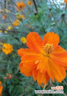 用花语传递情感的艺术 矮杆波斯菊花语的美丽寓意