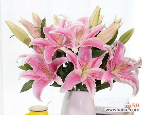 百合花寓意给生活带来的美好和力量 香水百合花语