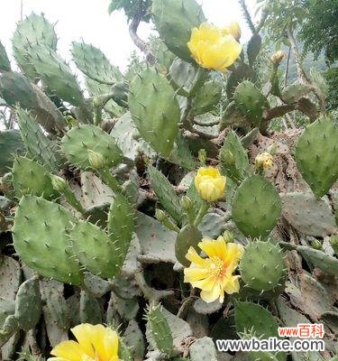 预示着希望与坚持的象征 仙人掌开花