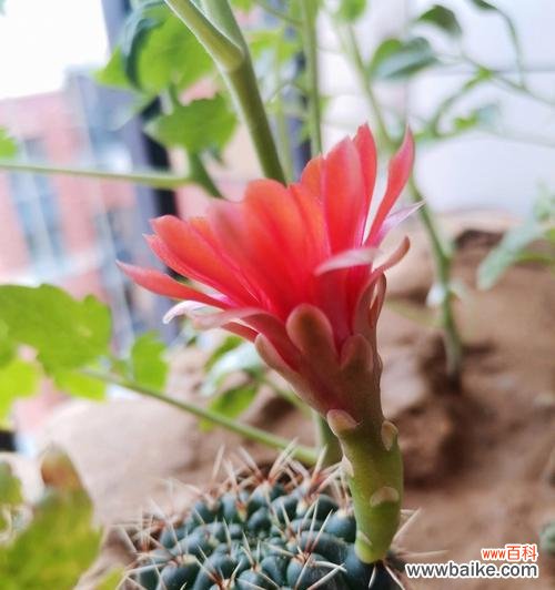 预示着希望与坚持的象征 仙人掌开花