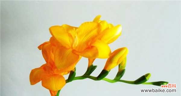 香雪兰 香雪兰花语与寓意