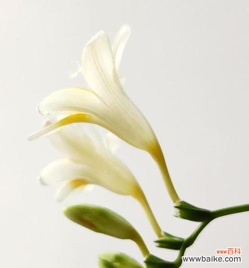 香雪兰 香雪兰花语与寓意