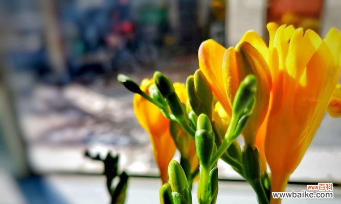 香雪兰 香雪兰花语与寓意