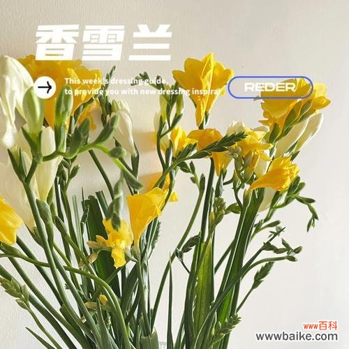 一朵香雪兰 香雪兰花语之美