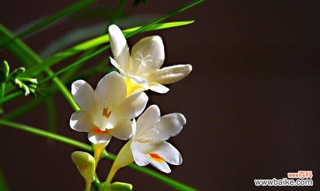 一朵香雪兰 香雪兰花语之美
