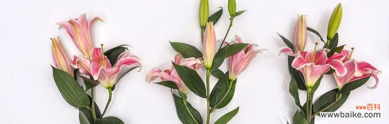 百合花语解读 百合花