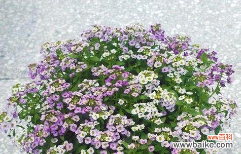 展现热情与幸福 以香雪球之花语及其作用