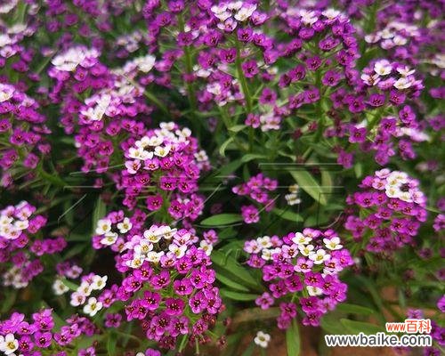 展现热情与幸福 以香雪球之花语及其作用