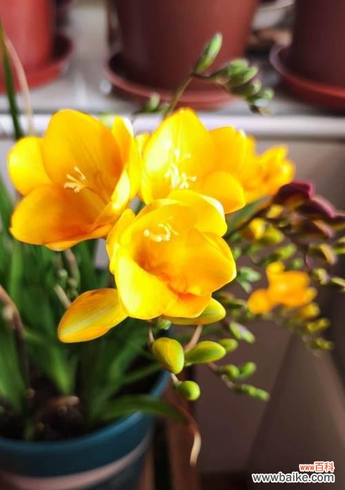 百年传说故事揭示雪兰花的真谛 以香雪兰的花语和寓意