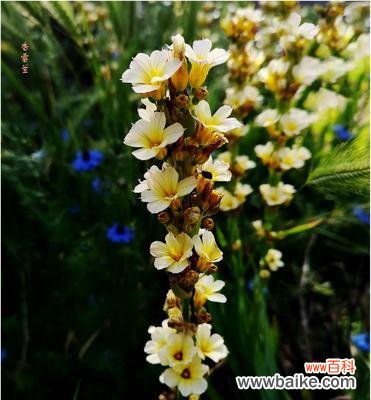 百年传说故事揭示雪兰花的真谛 以香雪兰的花语和寓意