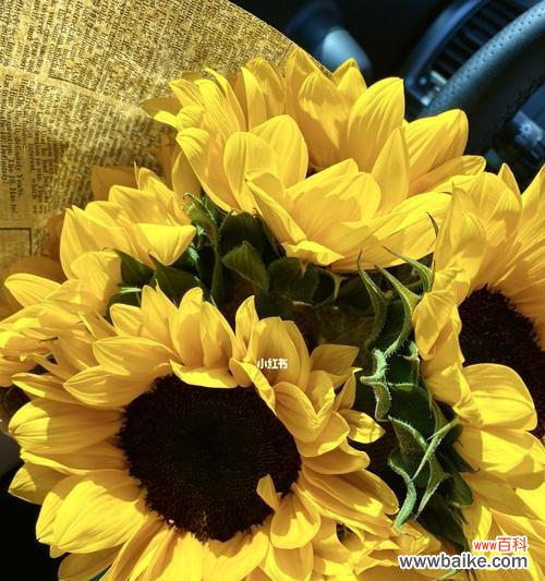 阳光 阳光花海中的向日葵花语