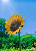 阳光 阳光花海中的向日葵花语