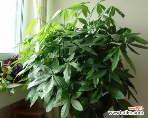 解析橡皮树的寓意和象征意义 橡皮树与招财旺运、吉祥如意