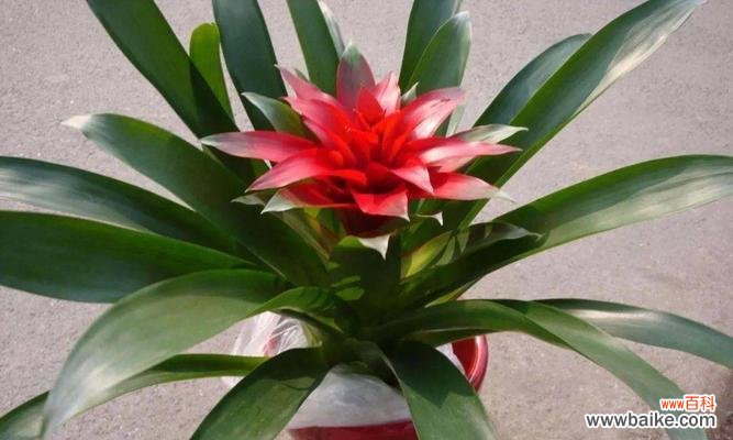 解析橡皮树的寓意和象征意义 橡皮树与招财旺运、吉祥如意