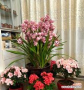 解析橡皮树的寓意和象征意义 橡皮树与招财旺运、吉祥如意